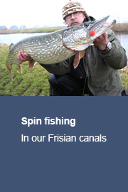 Spin fishing for pike in our small Frisian canals