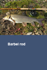 Barbel rod (report 5)
